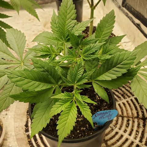 Dragon Mints 4💥 [4/29] growlog timeline photo