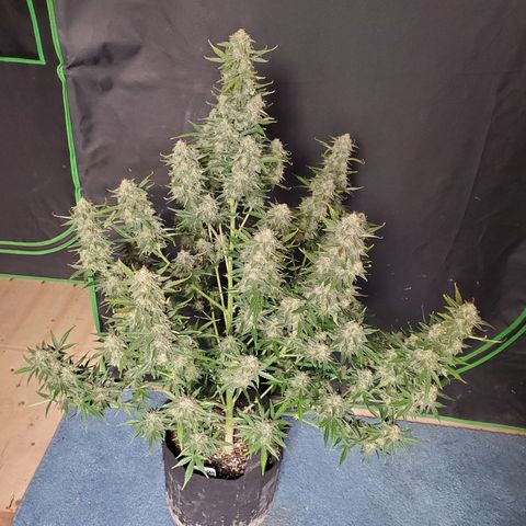 Zamaldiberry Auto 🍒 1 growlog timeline photo