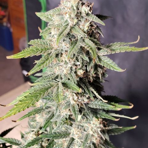Zamaldiberry Auto 🍒 1 growlog timeline photo