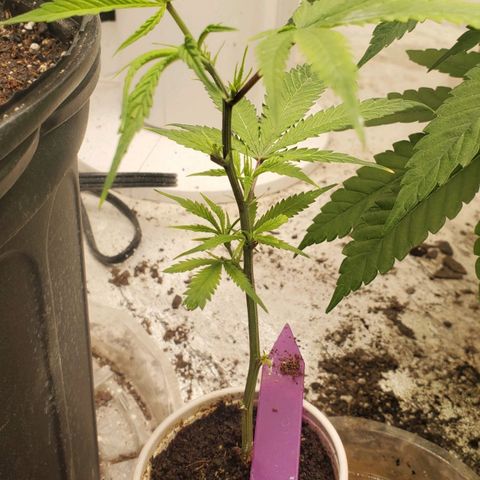 Scooby Snacks 1i 🐕 [4/15] growlog timeline photo