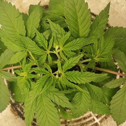 Dragon Mints 4💥 [4/29] growlog timeline photo