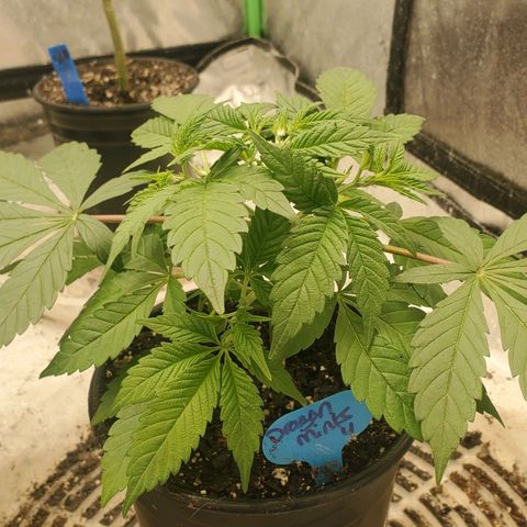 Dragon Mints 4💥 [4/29] growlog timeline photo