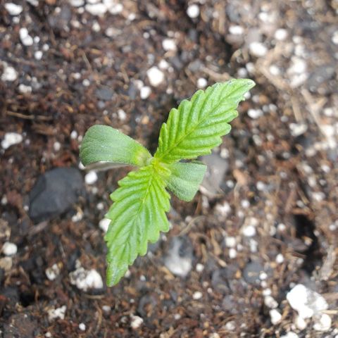 Wedding Cake Auto 1 [3/4] growlog timeline photo