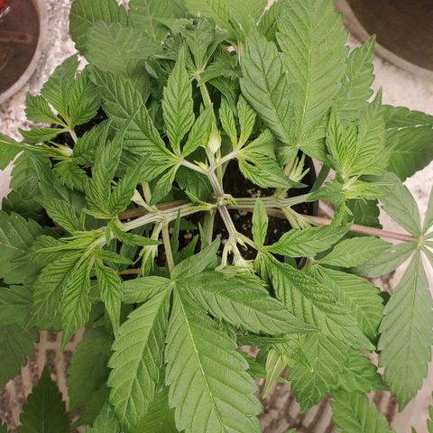 Dragon Mints 4💥 [4/29] growlog timeline photo
