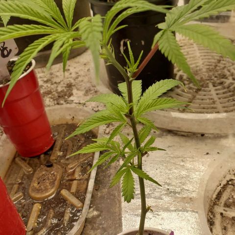 Scooby Snacks 1i 🐕 [4/15] growlog timeline photo