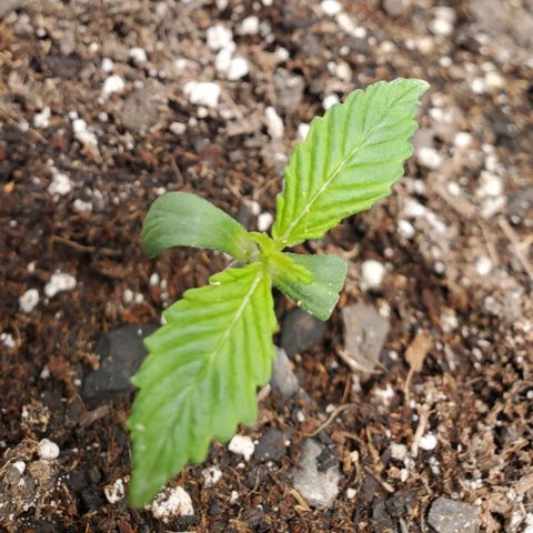 Wedding Cake Auto 1 [3/4] growlog timeline photo