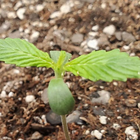 Wedding Cake Auto 1 [3/4] growlog timeline photo