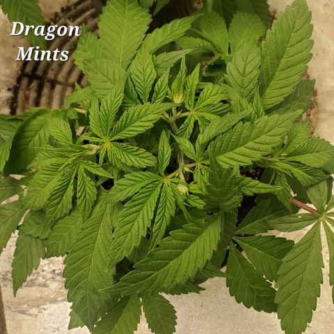 Dragon Mints 4💥 [4/29] growlog timeline photo
