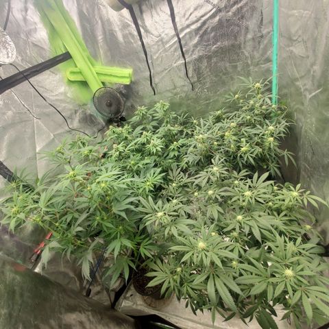 Dragon Fruit 🐲 5a growlog timeline photo