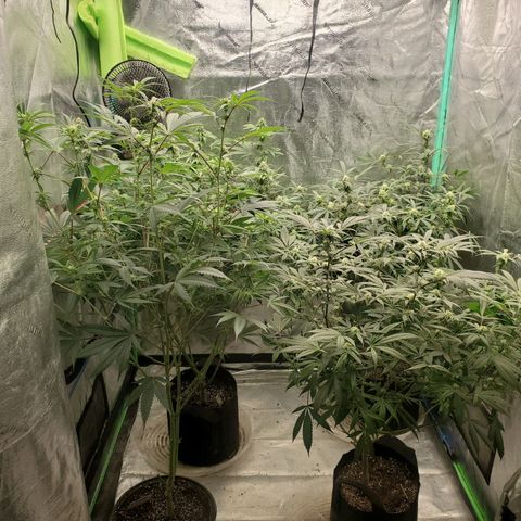 Dragon Fruit 🐲 5a growlog timeline photo