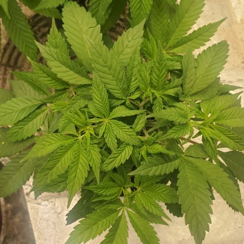 Dragon Mints 4💥 [4/29] growlog timeline photo