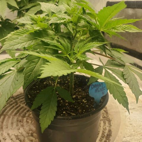 Dragon Mints 4💥 [4/29] growlog timeline photo
