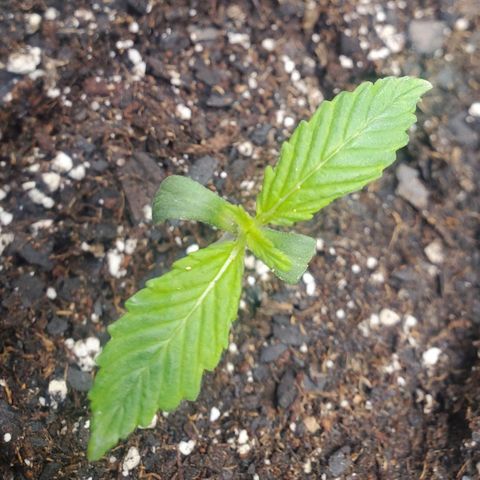 Wedding Cake Auto 1 [3/4] growlog timeline photo