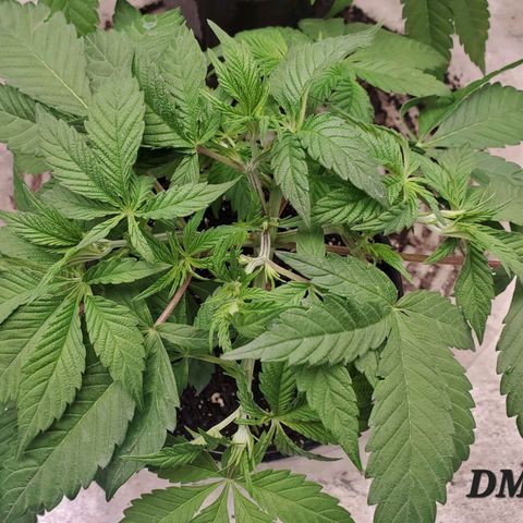 Dragon Mints 4💥 [4/29] growlog timeline photo