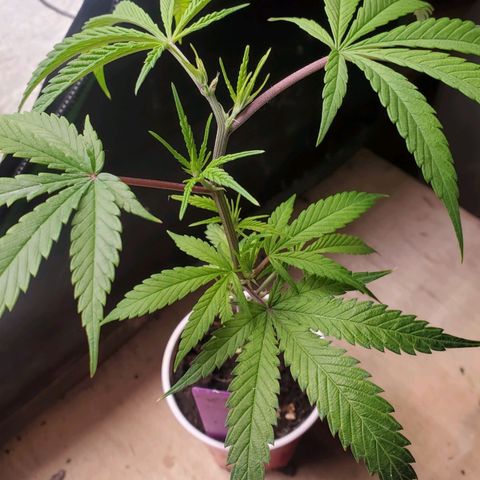 Scooby Snacks 1i 🐕 [4/15] growlog timeline photo