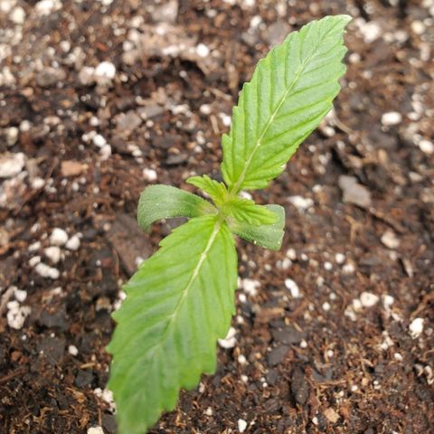 Wedding Cake Auto 1 [3/4] growlog timeline photo