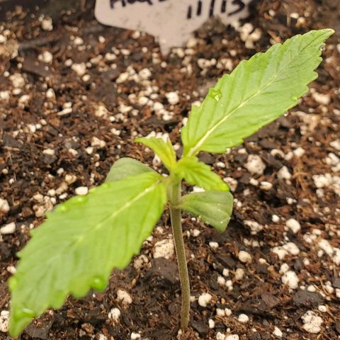 Wedding Cake Auto 1 [3/4] growlog timeline photo