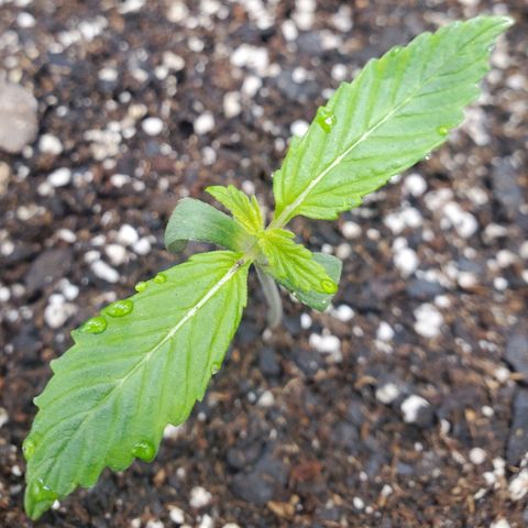 Wedding Cake Auto 1 [3/4] growlog timeline photo