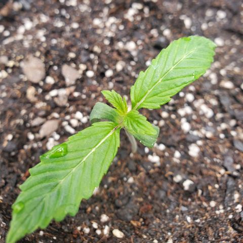Wedding Cake Auto 1 [3/4] growlog timeline photo