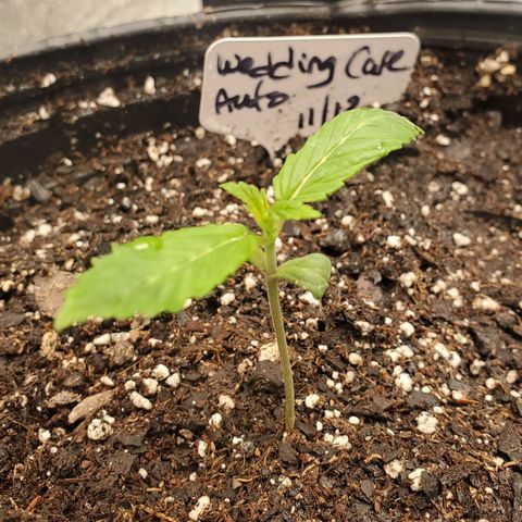 Wedding Cake Auto 1 [3/4] growlog timeline photo