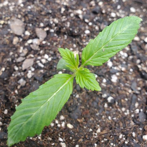 Wedding Cake Auto 1 [3/4] growlog timeline photo