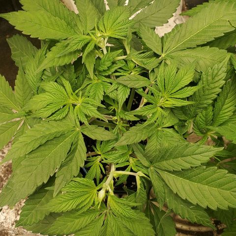 Dragon Mints 4💥 [4/29] growlog timeline photo