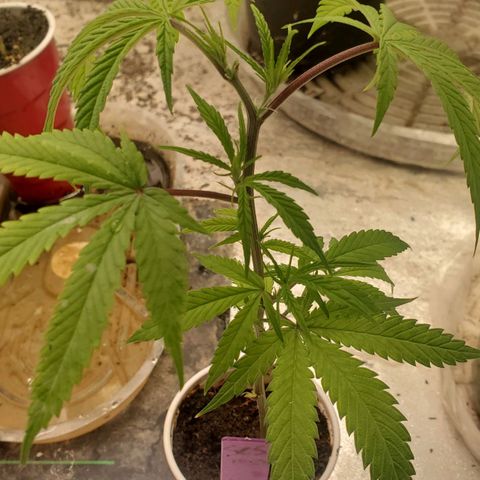 Scooby Snacks 1i 🐕 [4/15] growlog timeline photo