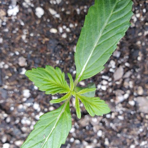 Wedding Cake Auto 1 [3/4] growlog timeline photo