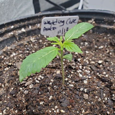 Wedding Cake Auto 1 [3/4] growlog timeline photo