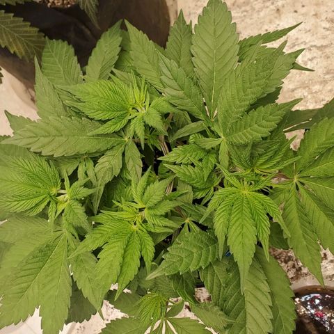 Dragon Mints 4💥 [4/29] growlog timeline photo