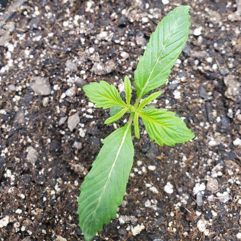 Wedding Cake Auto 1 [3/4] growlog timeline photo