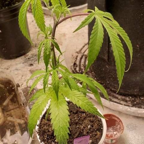 Scooby Snacks 1i 🐕 [4/15] growlog timeline photo