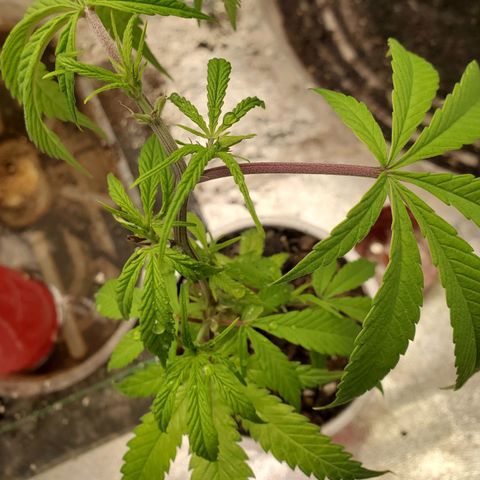 Scooby Snacks 1i 🐕 [4/15] growlog timeline photo