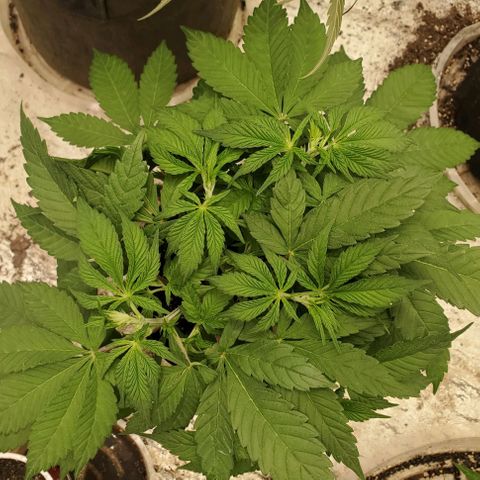 Dragon Mints 4💥 [4/29] growlog timeline photo