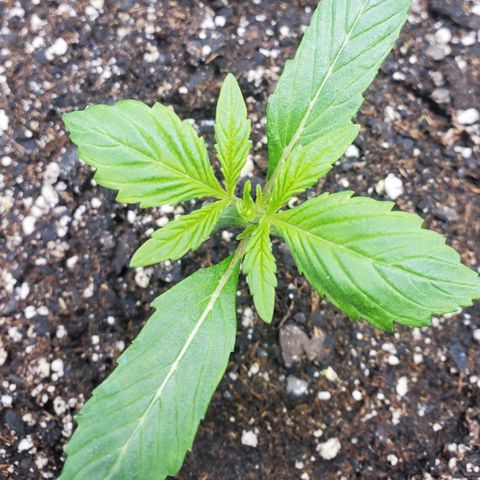 Wedding Cake Auto 1 [3/4] growlog timeline photo