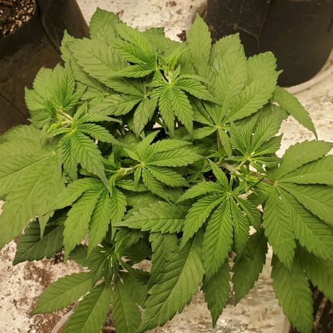 Dragon Mints 4💥 [4/29] growlog timeline photo