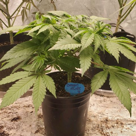 Dragon Mints 4💥 [4/29] growlog timeline photo