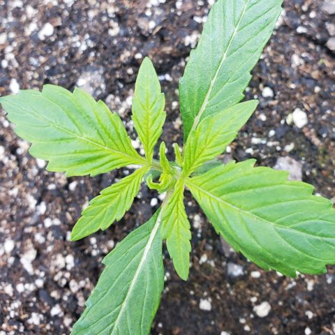 Wedding Cake Auto 1 [3/4] growlog timeline photo
