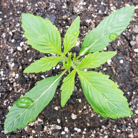 Wedding Cake Auto 1 [3/4] growlog timeline photo