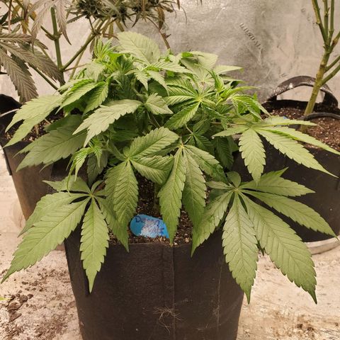 Dragon Mints 4💥 [4/29] growlog timeline photo