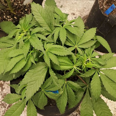 Dragon Mints 4💥 [4/29] growlog timeline photo