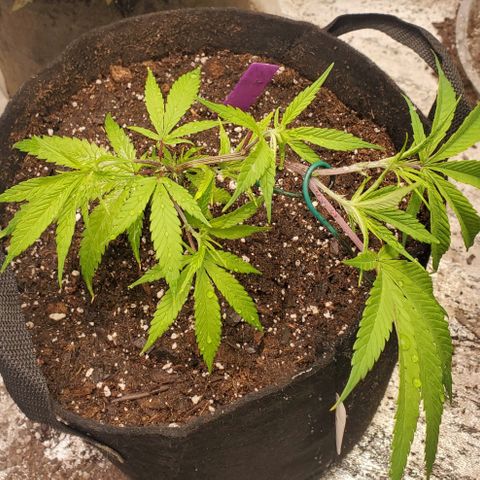 Scooby Snacks 1i 🐕 [4/15] growlog timeline photo