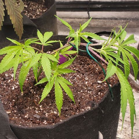 Scooby Snacks 1i 🐕 [4/15] growlog timeline photo