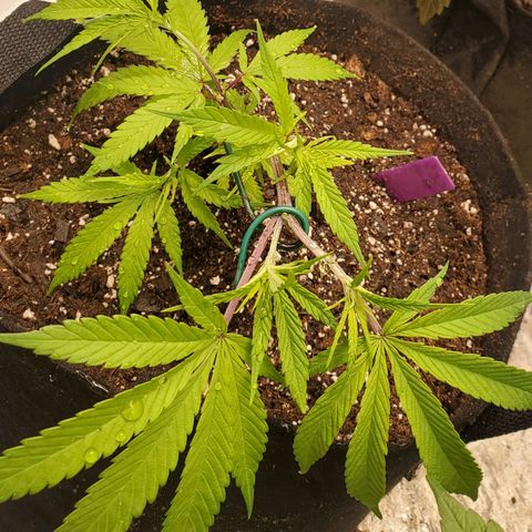 Scooby Snacks 1i 🐕 [4/15] growlog timeline photo