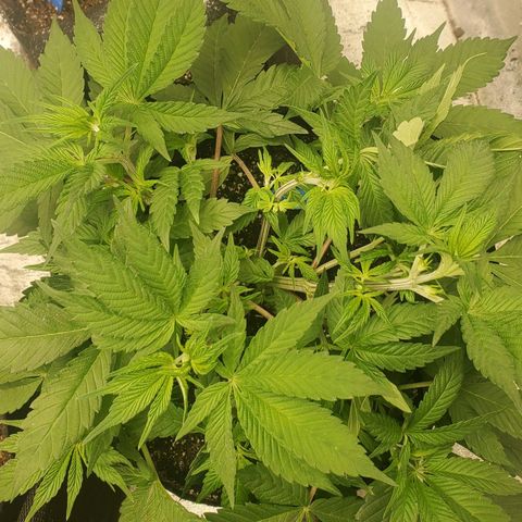 Dragon Mints 4💥 [4/29] growlog photo: After taking off a few leaves.