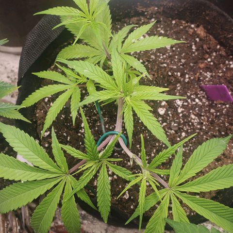 Scooby Snacks 1i 🐕 [4/15] growlog photo: 4.5 hrs after LST