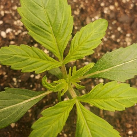 Wedding Cake Auto 1 [3/4] growlog timeline photo