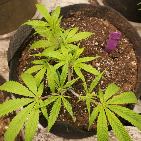 Scooby Snacks 1i 🐕 [4/15] growlog timeline photo