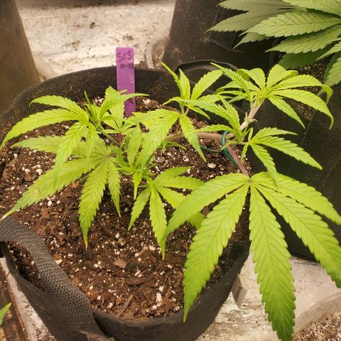 Scooby Snacks 1i 🐕 [4/15] growlog timeline photo