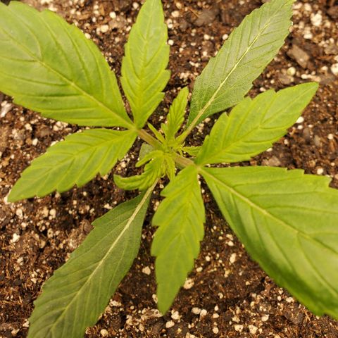 Wedding Cake Auto 1 [3/4] growlog timeline photo